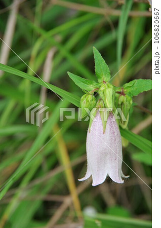 日当たりの良い草地から半日陰の林縁などに生育する多年草ホタルブクロ 日当たりの良い草地から半日陰の林縁などに生育する多年草ホタルブクロ 106820667