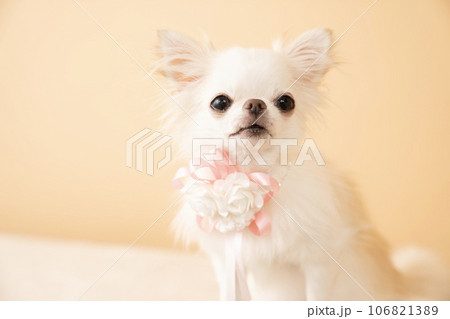 花飾りをつけたチワワ 106821389