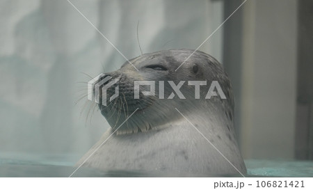 お昼寝するアザラシ 106821421