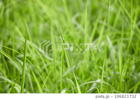 夏の野原の緑の野草の風景 夏の野原の緑の野草の風景 106821732