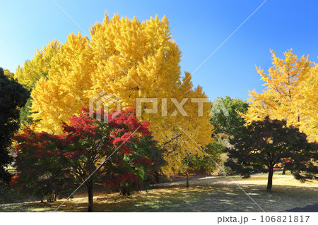 秋季、紅葉日和 秋季、紅葉日和 106821817