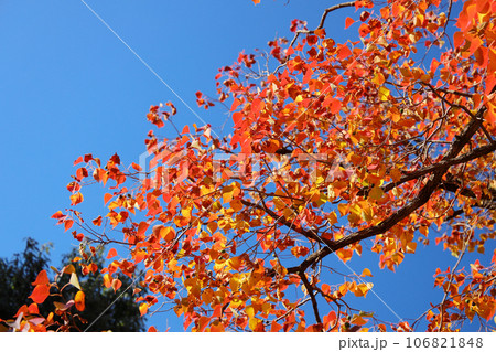 秋季、紅葉日和 秋季、紅葉日和 106821848
