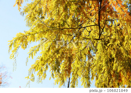 秋季、紅葉日和 秋季、紅葉日和 106821849