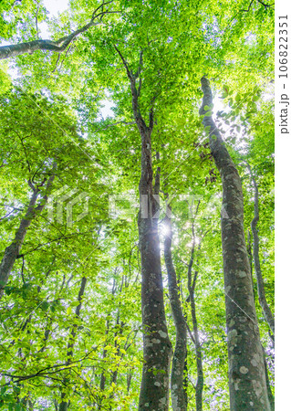 （新潟県）美人林　夏 106822351