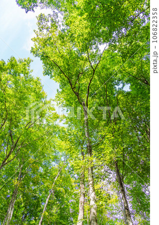 (新潟県)美人林 夏 (新潟県)美人林 夏 106822358