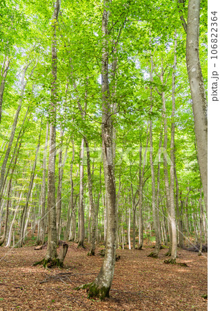 （新潟県）美人林　夏 106822364