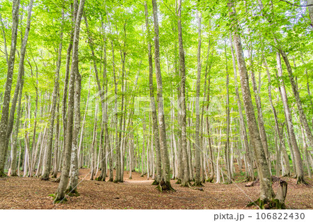 （新潟県）美人林　夏 106822430