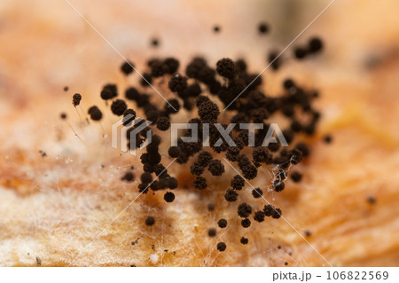 Closeup black fungus colony Closeup black fungus colony 106822569