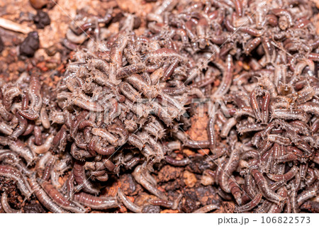 Lucilia sinensis larva (blow fly) Lucilia sinensis larva (blow fly) 106822573