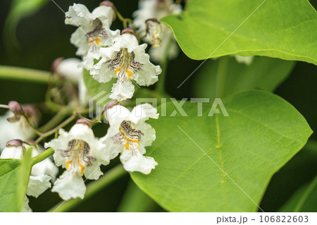 白い漏斗状の花をたくさんつけるハナキササゲ 白い漏斗状の花をたくさんつけるハナキササゲ 106822603