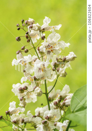 白い漏斗状の花をたくさんつけるハナキササゲ 106822604
