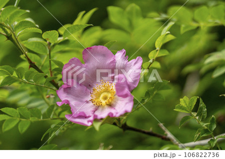 葉が山椒に似て自生しているサンショウバラの桃色の花・忍野村 106822736