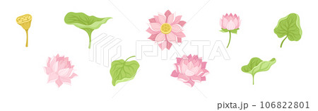 Water Lily Flower with Green Pad as Tropical Aquatic Herb Vector Set Water Lily Flower with Green Pad as Tropical Aquatic Herb Vector Set 106822801