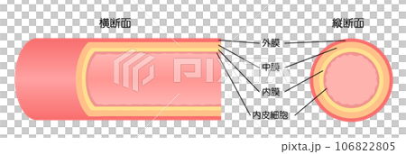正常血管的縱向和橫截面視圖圖解 正常血管的縱向和橫截面視圖圖解 106822805