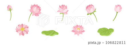 Water Lily Flower with Green Pad as Tropical Aquatic Herb Vector Set Water Lily Flower with Green Pad as Tropical Aquatic Herb Vector Set 106822811