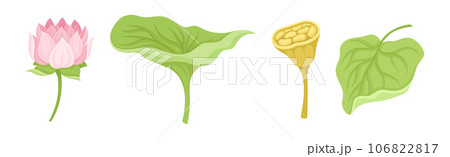 Water Lily Flower with Green Pad as Tropical Aquatic Herb Vector Set Water Lily Flower with Green Pad as Tropical Aquatic Herb Vector Set 106822817