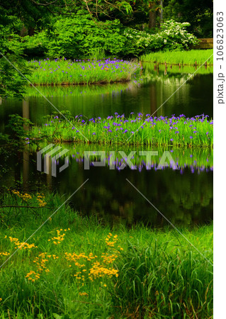 平池のカキツバタ 106823063