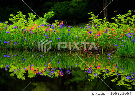 平池のカキツバタ 平池のカキツバタ 106823064
