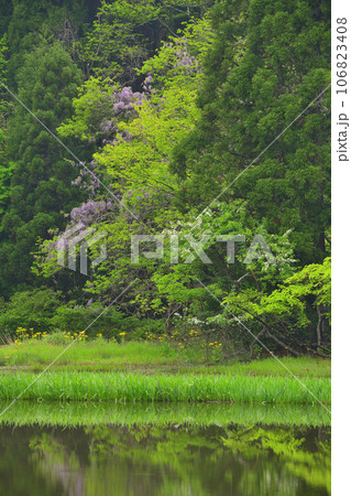 平池のフジ 106823408