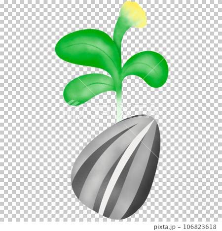 green sprout with leaf seed sunflower 106823618