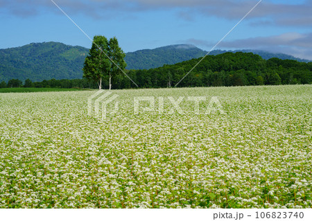 北海道幌加内の満開のそば畑 北海道観光 8月 北海道幌加内の満開のそば畑 北海道観光 8月 106823740