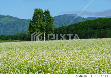 北海道幌加内の満開のそば畑 北海道観光 8月 北海道幌加内の満開のそば畑 北海道観光 8月 106823741
