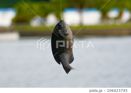 メジナを釣り上げる 106823785