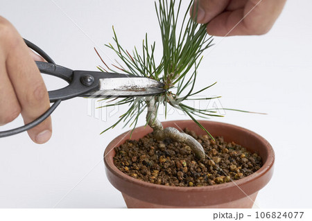 黒松盆栽の芽切 106824077