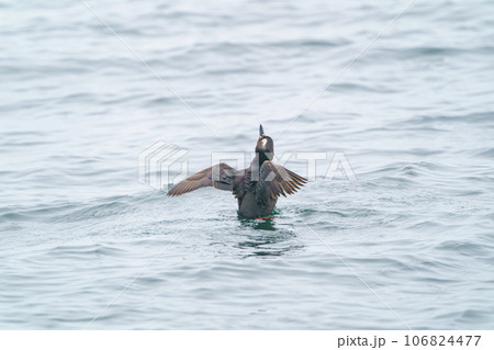 ケイマフリ　根室落石ネイチャークルーズ（北海道・道東観光） 106824477