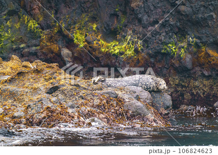 野生のゼニガタアザラシ 北海道根室落石 野生のゼニガタアザラシ 北海道根室落石 106824623