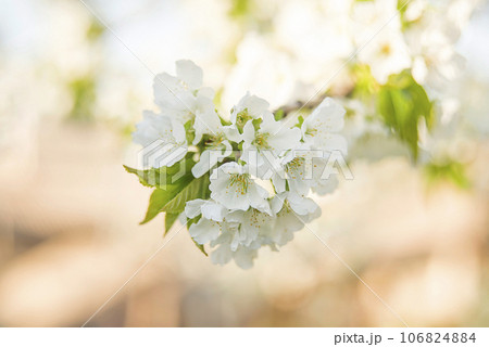 Cherry blossom in spring. Cherry flowers are blooming in the garden, closeup Cherry blossom in spring. Cherry flowers are blooming in the garden, closeup 106824884