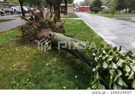 Storm damage. Fallen tree after a storm. 106824897