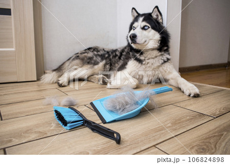 The hair after molting the dog is collected in a scoop with a brush. 106824898