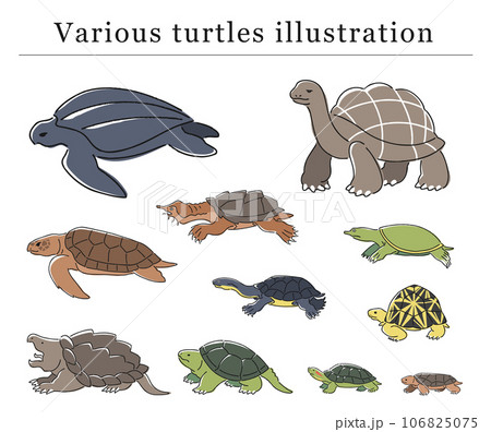 手描きのカメの仲間のイラストセット 手描きのカメの仲間のイラストセット 106825075