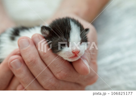 Little kitten with eyes closed in hand, adopt pet and love pet concept 106825177