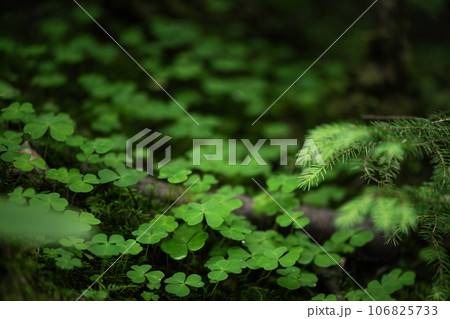 Clover leaves background. Lucky shamrock leaf meadow in the forest. St Patrick's Day holiday background. Clover leaves background. Lucky shamrock leaf meadow in the forest. St Patrick's Day holiday background. 106825733