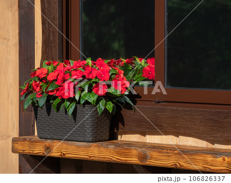 Summer natural red flowers. Red blooming balsamine flowers on a window sill. Summer natural red flowers. Red blooming balsamine flowers on a window sill. 106826337