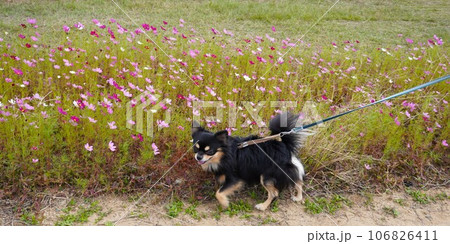 チワワと歩くコスモス咲く散歩道　ワイド 106826411
