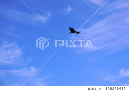 青空と鉤状雲と鳶 青空と鉤状雲と鳶 106826415