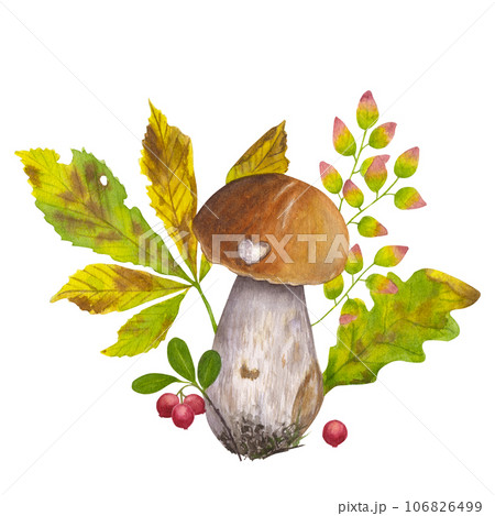 Composition of autumn elements. Raw forest aspen mushroom, orange cap boletus, edible fungus. Lingonberries, leaves chestnut, oak. Hand draw watercolor illustration isolated on white background Composition of autumn elements. Raw forest aspen mushroom, orange cap boletus, edible fungus. Lingonberries, leaves chestnut, oak. Hand draw watercolor illustration isolated on white background 106826499