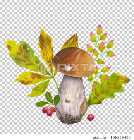 Composition of autumn elements. Raw forest aspen mushroom, orange cap boletus, edible fungus. Lingonberries, leaves chestnut, oak. Hand draw watercolor illustration isolated on white background Composition of autumn elements. Raw forest aspen mushroom, orange cap boletus, edible fungus. Lingonberries, leaves chestnut, oak. Hand draw watercolor illustration isolated on white background 106826499