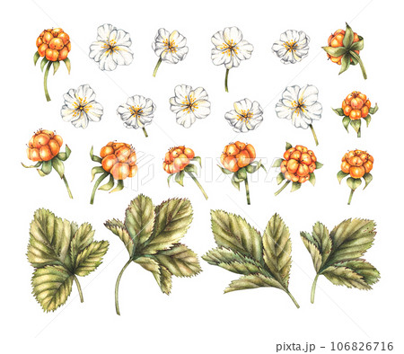 Watercolor set of berries, cloudberry flowers on a white background Watercolor set of berries, cloudberry flowers on a white background 106826716