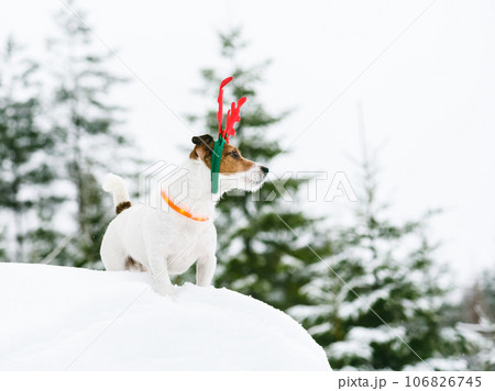 Dog wearing orange collar with LED lights and Christmas costume walking in deep snow on winter day 106826745