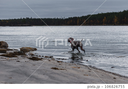 Dog playing in sea water during evening walk at beach on Fall day 106826755