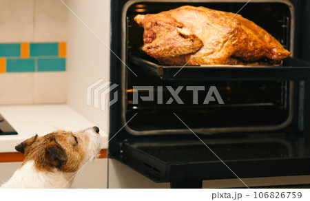 Funny dog looking at roasted turkey made for family Thanksgiving dinner Funny dog looking at roasted turkey made for family Thanksgiving dinner 106826759