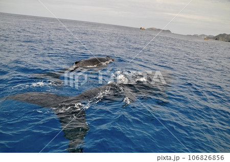 ザトウクジラ ザトウクジラ 106826856