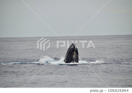 ザトウクジラ ザトウクジラ 106826864