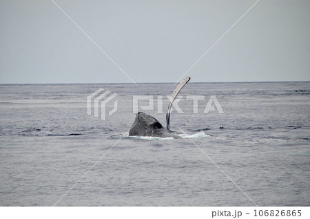 ザトウクジラ 106826865