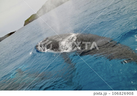 ザトウクジラ 106826908