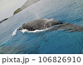ザトウクジラ 106826910